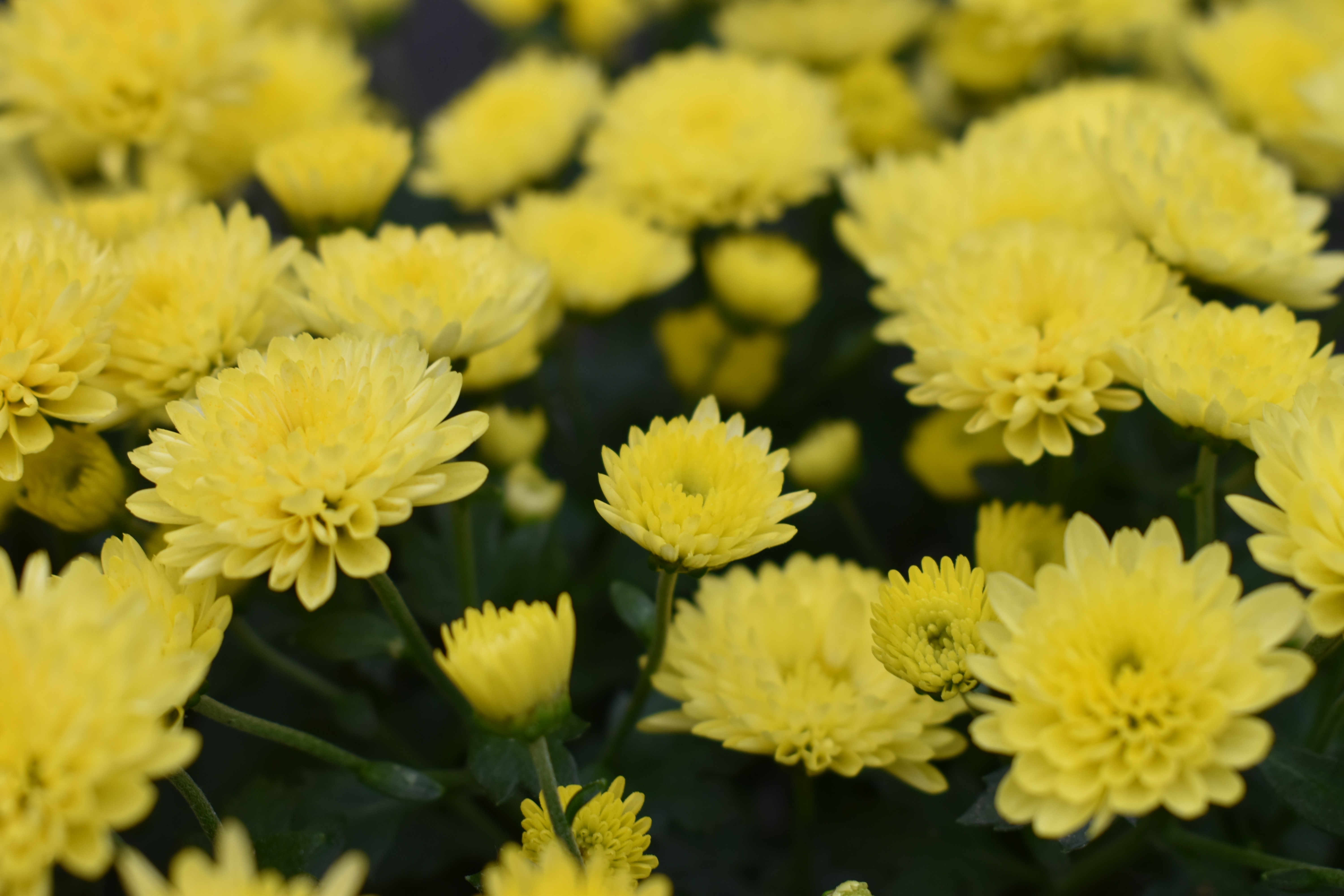 Photography Collection